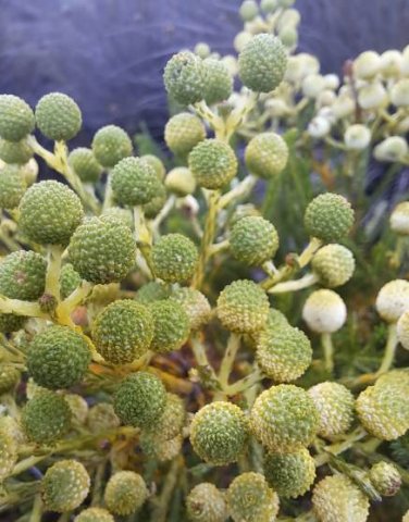 Berzelia lanuginosa closeness isn't overrated 